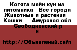 Котята мейн-кун из питомника - Все города Животные и растения » Кошки   . Амурская обл.,Свободненский р-н